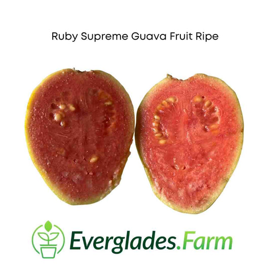 Ruby Supreme Guava - Ripe