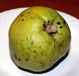 White Sapote Redlands Tree Grafted