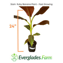 Load image into Gallery viewer, Siam Ruby Banana Fast Growing Plant for sale from Florida

