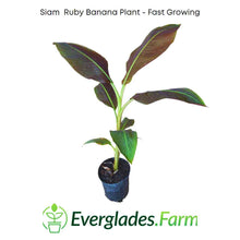 Load image into Gallery viewer, Siam Ruby Banana Fast Growing Plant for sale from Florida
