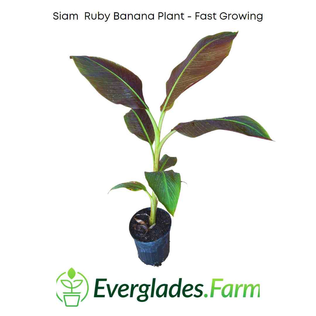 Siam Ruby Banana Fast Growing Plant for sale from Florida
