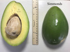 Semi-Dwarf Simmonds Avocado Tree, Grafted, 3-gal Container from Florida Fruit Trees Everglades Farm 
