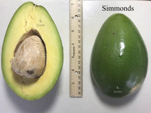 Load image into Gallery viewer, Semi-Dwarf Simmonds Avocado Tree, Grafted, 3-gal Container from Florida Fruit Trees Everglades Farm 
