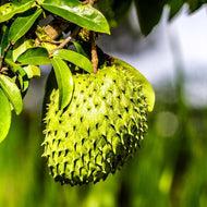 Soursop, Guanabana Grafted Fruit Tree, 3 feet tall, For Sale from Florida