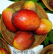 Spirit of 76 Mango Tree, Grafted Fruit Trees 102-Zill High Performance Plants 