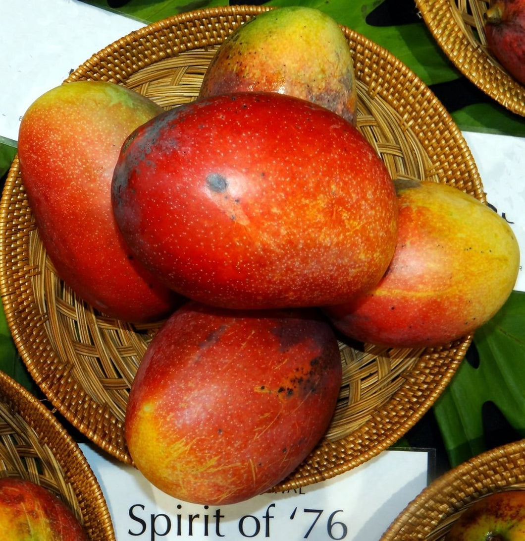 Spirit of 76 Mango Tree Grafted for sale from Florida