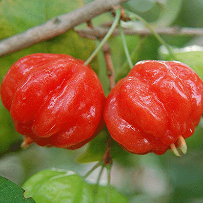 Surinam Cherry Tree [Pitangatuba]
