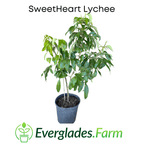 SweetHeart Lychee Fruit Tree Fruit Trees 111-Lalo Melo