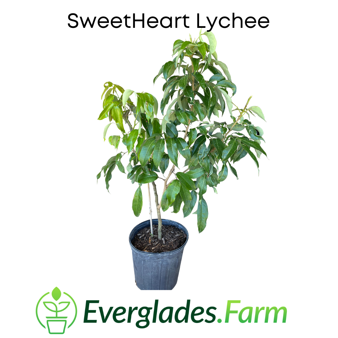 Lychee SweetHeart Fruit Tree Feet Tall, 3 For Sale from Florida – Everglades Farm