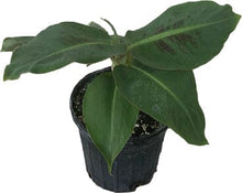 Little Prince Plant Banana Musa Hybrid 118-Agri-Starts Inc