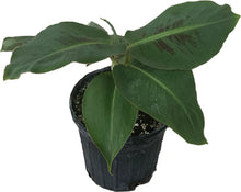 Load image into Gallery viewer, Little Prince Plant Banana Musa Hybrid - 1-2 feet tall

