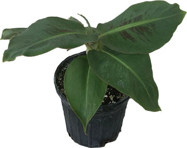 Little Prince Plant Banana Musa Hybrid - 1-2 feet tall