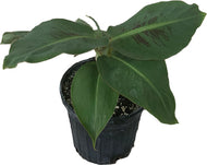 Little Prince Plant Banana Musa Hybrid - 1-2 feet tall,