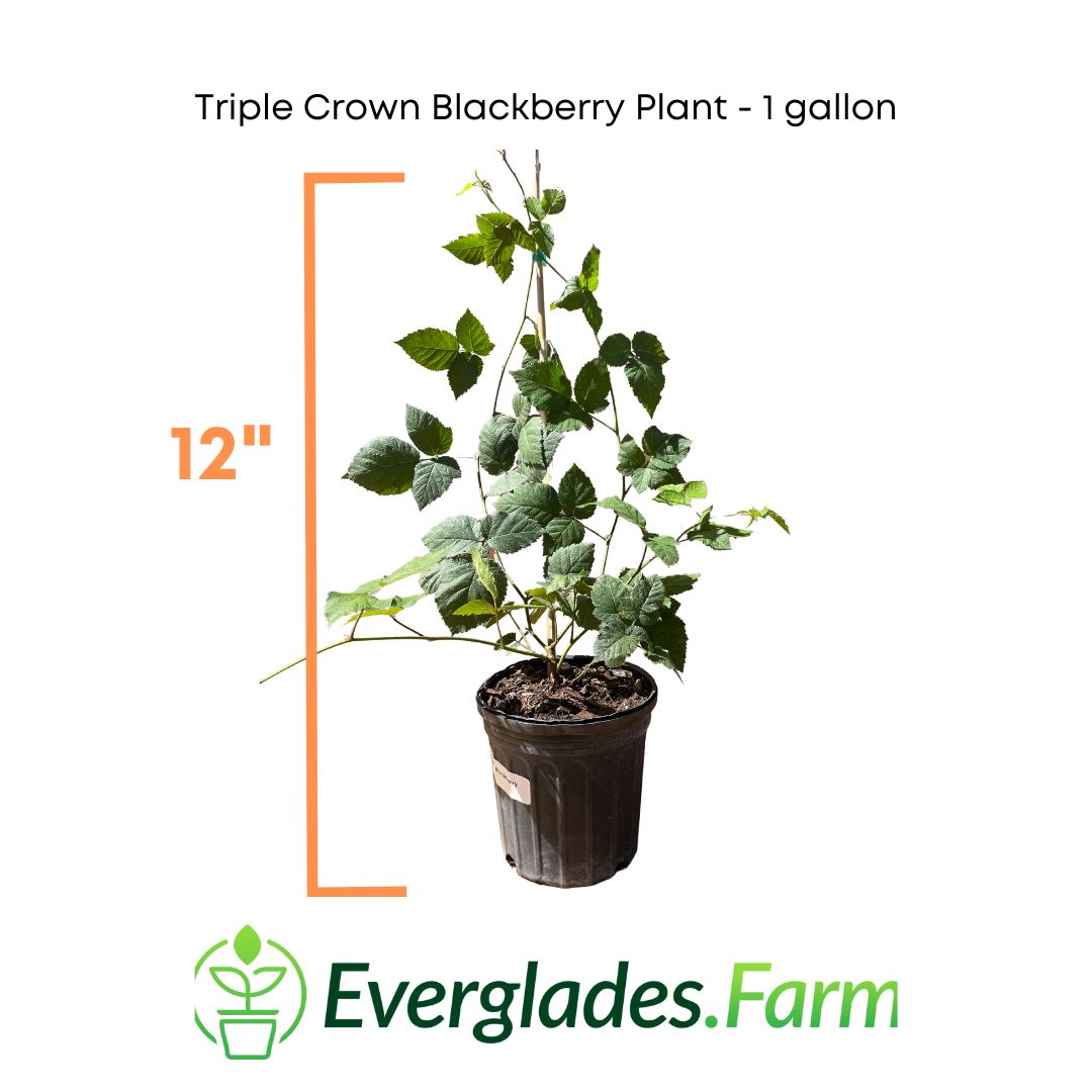 Triple Crown Blackberry Plant
