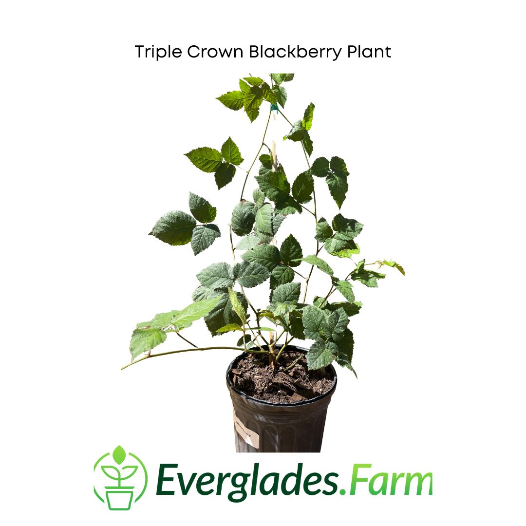Triple Crown Blackberry Plant