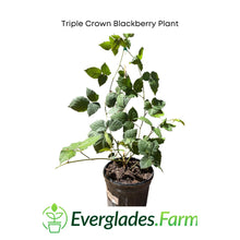 Load image into Gallery viewer, Triple Crown Blackberry Plant, 1-2 foot tall for Sale from Florida
