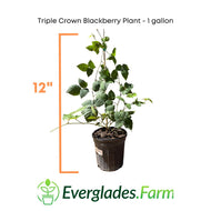 Triple Crown Blackberry Plant, 1-2 foot tall for Sale from Florida