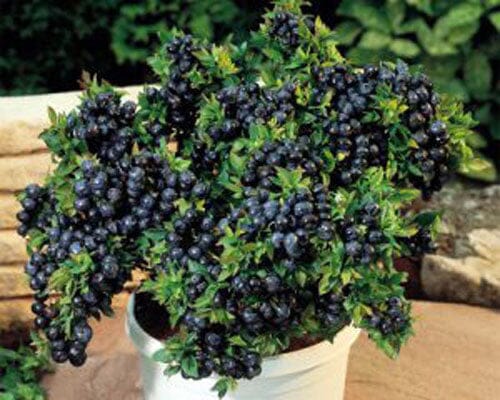 Northern Blueberry Vaccinium Top Hat 118-Agri-Starts Inc