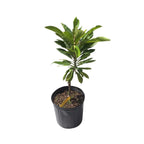 Mamey Sapote Viejo Tree, Grafted 112-Lara Farm 