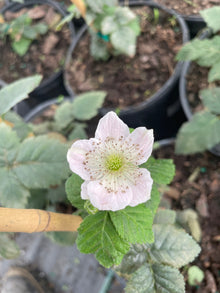 Von, Summer Bearing, Thornless Blackberry Plant 103-Pine Island Nursery 