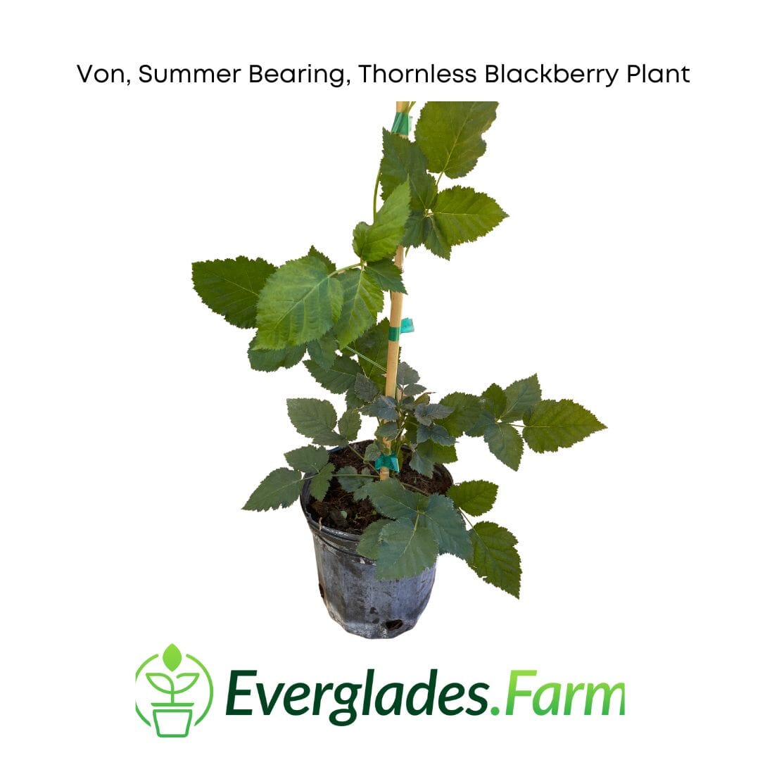 Von, Summer Bearing, Thornless Blackberry Plant 103-Pine Island Nursery 