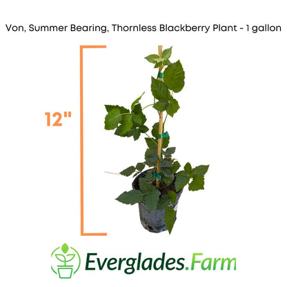 Von, Summer Bearing, Thornless Blackberry Plant