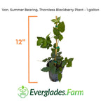 Von, Summer Bearing, Thornless Blackberry Plant 103-Pine Island Nursery 12-18 inches & 1-gal 