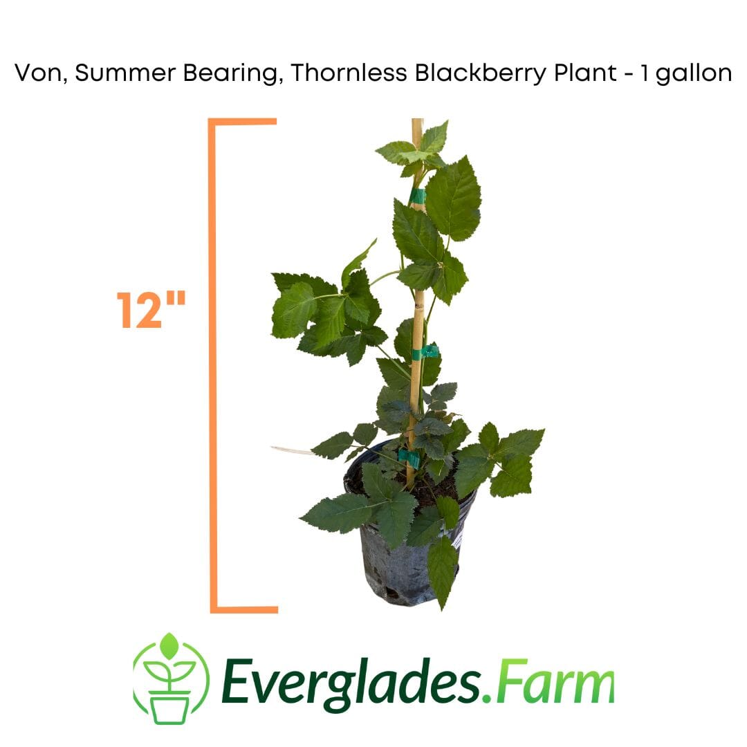Von, Summer Bearing, Thornless Blackberry Plant 103-Pine Island Nursery 12-18 inches & 1-gal 