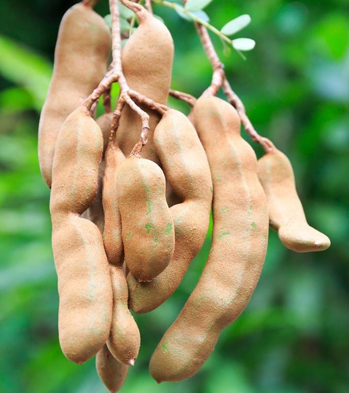 Tamarind Tree, Sweet Fruit Trees 100-Carlos Tropical Fruits 