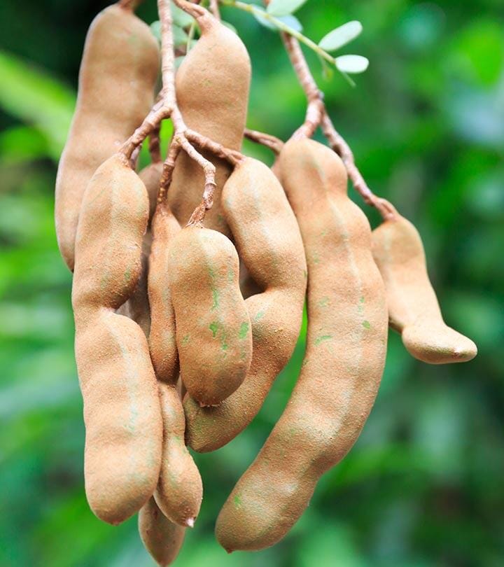 Tamarind Tree, Sour Fruit Trees 102-Zill High Performance Plants 