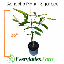 Load image into Gallery viewer, achacha_plant_3gal_container_everglades_farm
