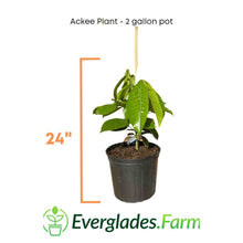 Load image into Gallery viewer, ackee plant in 2 gal container from everglades farm
