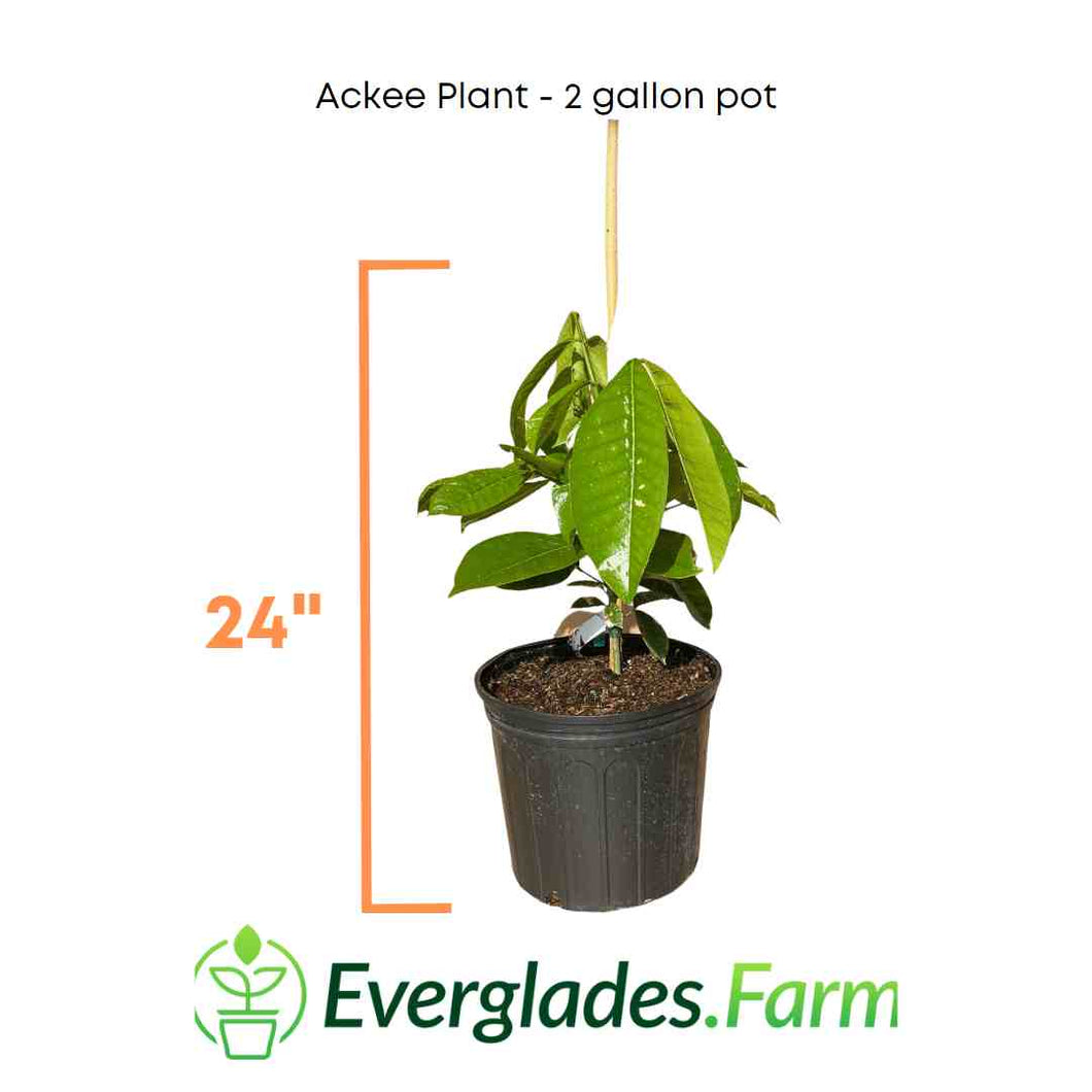 ackee plant in 2 gal container from everglades farm