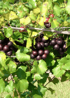 Carlos Muscadine Grape Vine - Vitis rotundifolia 103-Pine Island Nursery