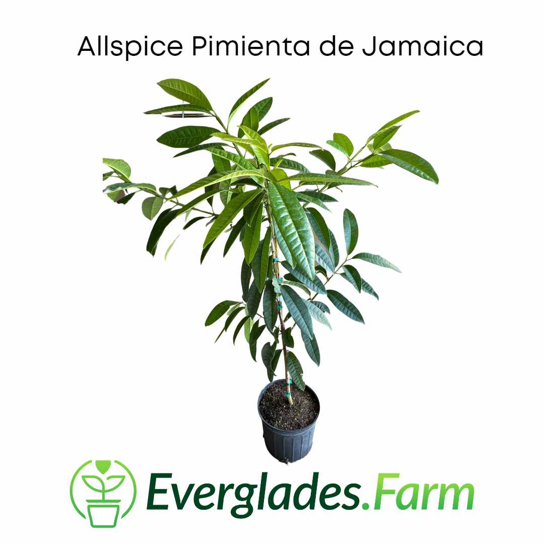 Allspice Pimienta de Jamaica Tree