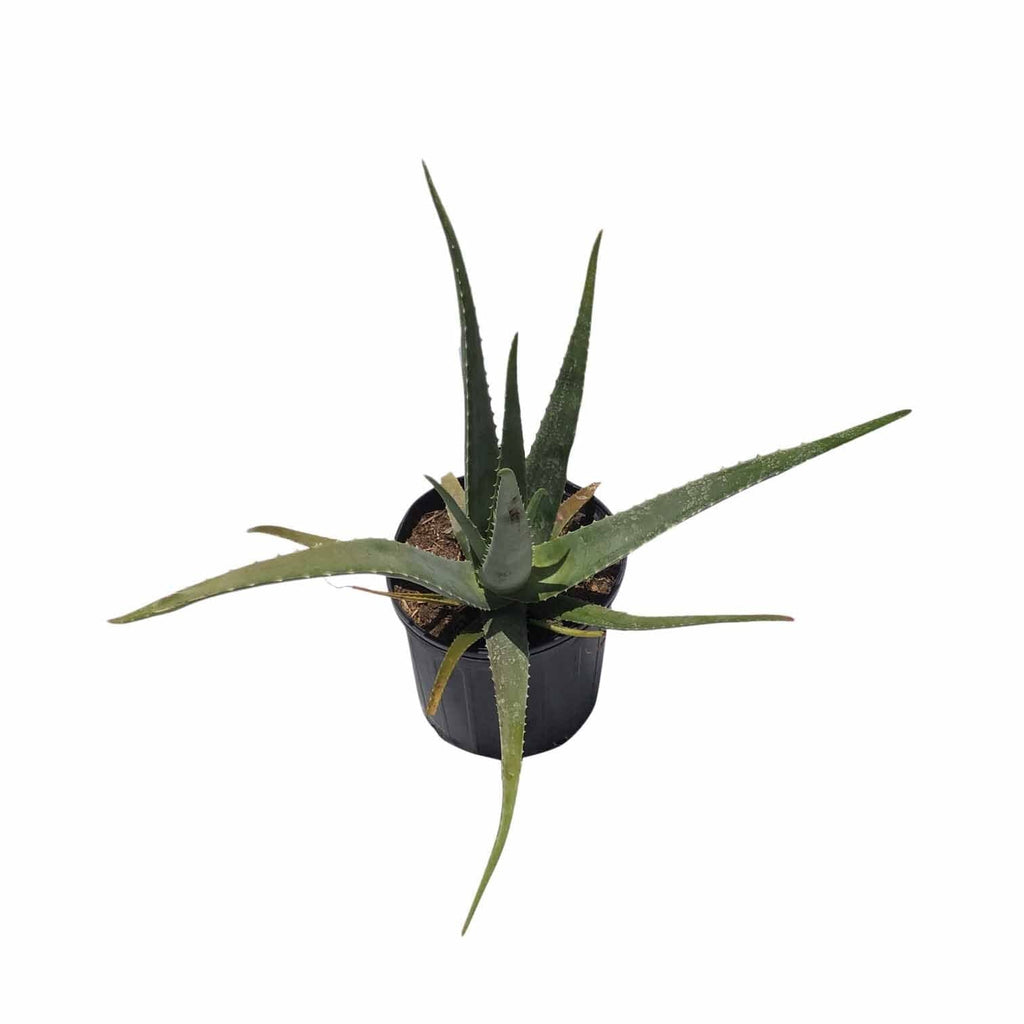 Aloe Vera Medicinal Plant Medicinal Plants 102-Zill High Performance Plants