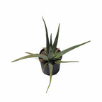 Aloe Vera Medicinal Plant Medicinal Plants 102-Zill High Performance Plants