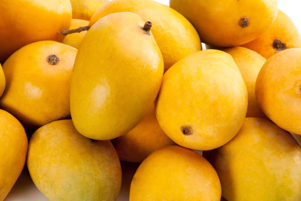 Super Alphonso Mango Tree Grafted Fruit Trees 102-Zill High Performance Plants