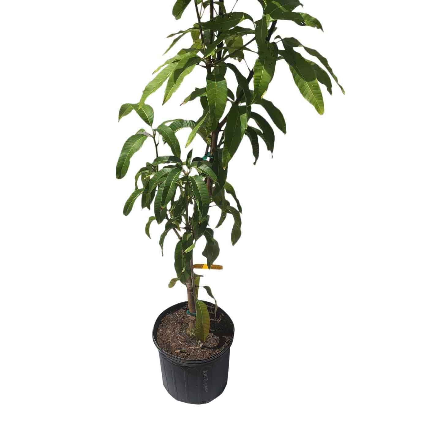 Angie Mango Tree, Grafted, 3-Gal Container from Florida