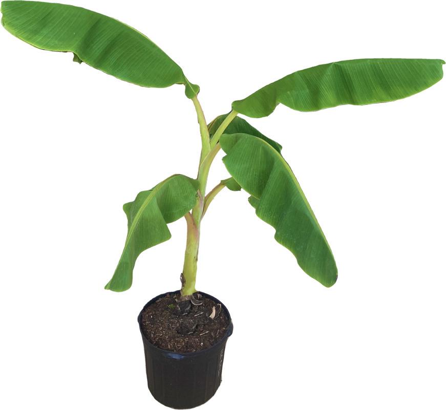 Apple Banana, Manzano, Dwarf Plant