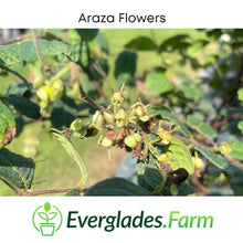 Araza, Aracaba-boi, Eugenia Stipitata, Plant 103-Pine Island Nursery 