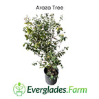 Araza, Aracaba-boi, Eugenia Stipitata, Plant 103-Pine Island Nursery 