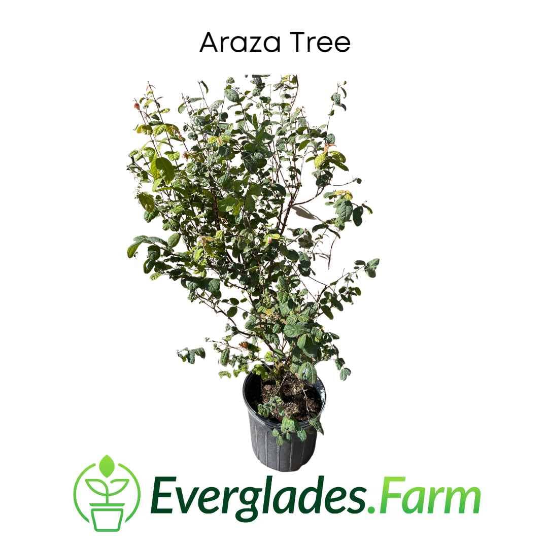Araza, Aracaba-boi, Eugenia Stipitata, Plant 103-Pine Island Nursery 