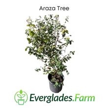 Araza, Aracaba-boi, Eugenia Stipitata, Plant 103-Pine Island Nursery 