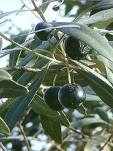Load image into Gallery viewer, Arbequina Olive Tree Everglades Farm
