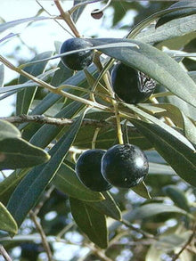 Coratina Olive Tree, Semi-Dwarf 103-Pine Island Nursery 
