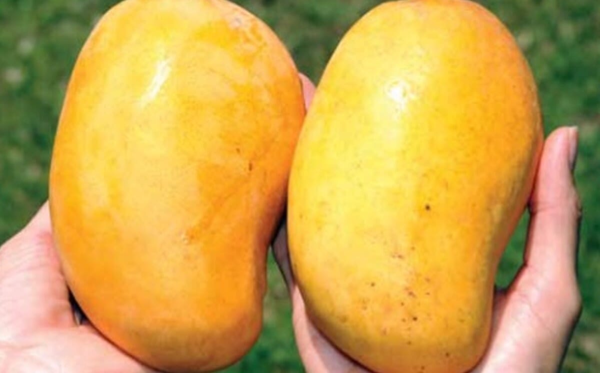 Ataulfo Mango Tree, Grafted Everglades Farm