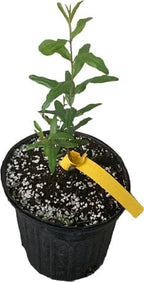Azadi Pomegranate Tree 118-Agri-Starts Inc