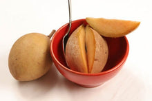 Morena Sapodilla Nispero Tree Grafted Fruit Trees 102-Zill High Performance Plants