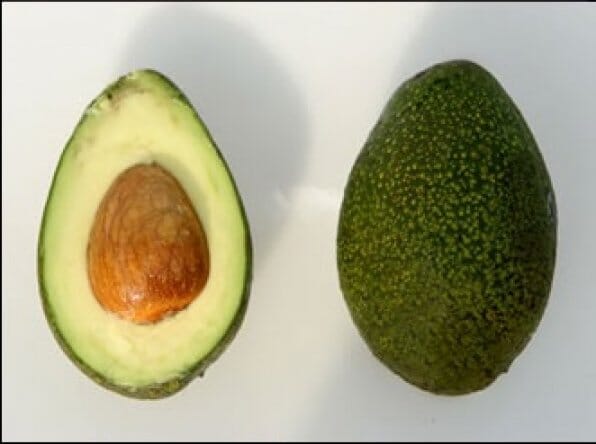 Bacon Avocado Tree, Semi-Cold Hardy, Grafted Fruit Trees 103-Pine Island Nursery 